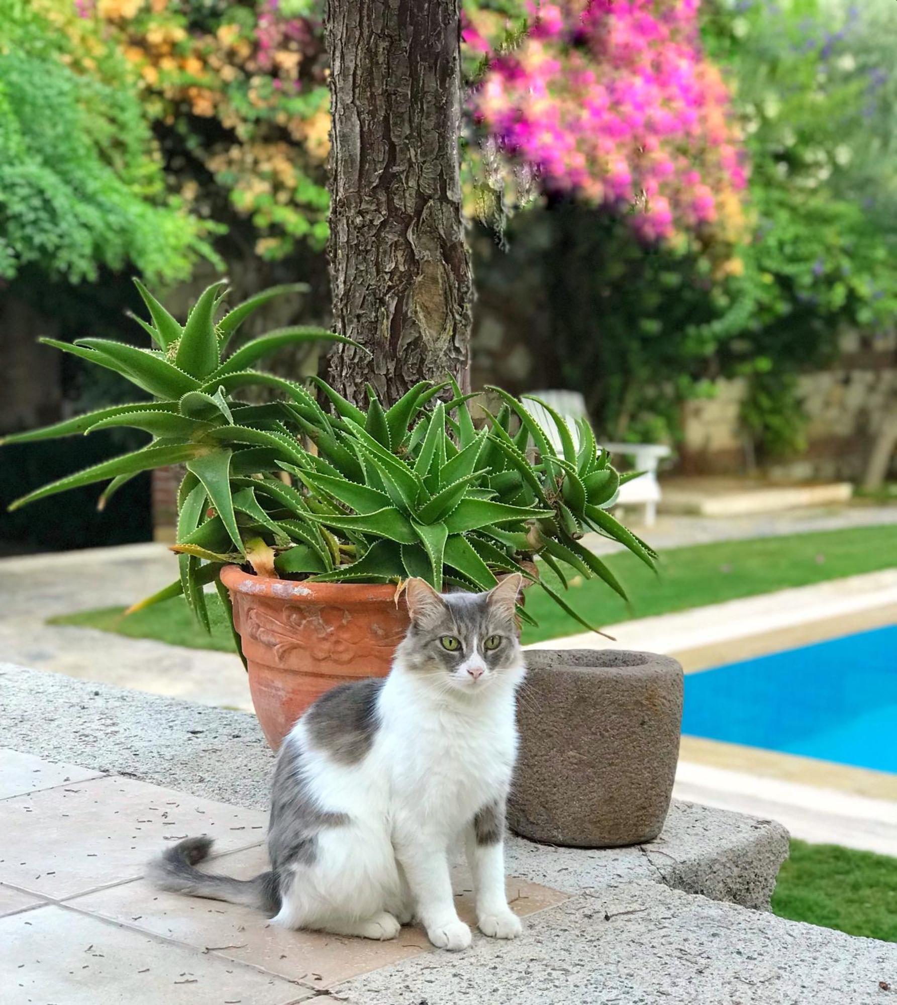 Alacati Zeytin Konak Hotel Eksteriør bilde